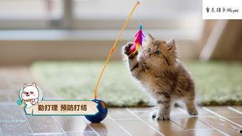 娱乐吃瓜小猫咪视频大全,盘点全网最火的吃瓜小猫咪视频合集