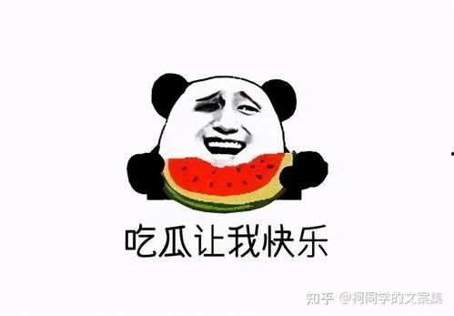 娱乐吃瓜君熊猫头,娱乐吃瓜君带你领略萌宠魅力