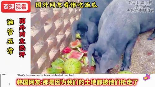 吃瓜猪娱乐,揭秘娱乐圈幕后故事，带你领略明星们的真实生活