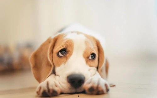 娱乐吃瓜菌狗狗视频大全,趣味视频大全集锦