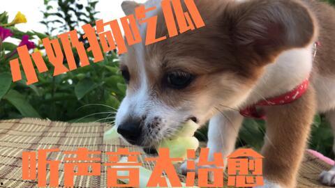 娱乐吃瓜菌狗狗视频大全,趣味视频大全集锦