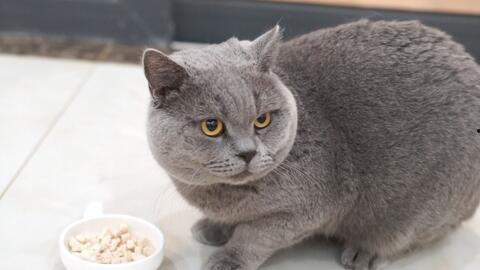 蓝猫娱乐圈吃瓜,揭秘明星幕后吃瓜大揭秘