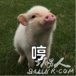 娱乐吃瓜酱肥猪猪,肥猪猪的趣味人生揭秘