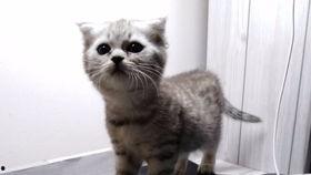 吃瓜娱乐的喵,喵星人的吃瓜娱乐大揭秘