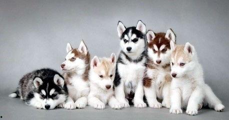 要哈士奇大腚娱乐吃瓜酱